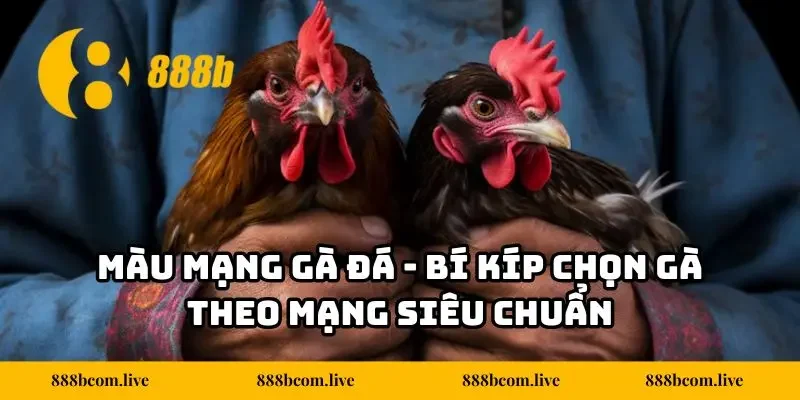 Màu Mạng Gà Đá - Bí Kíp Chọn Gà Theo Mạng Siêu Chuẩn